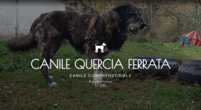 Questionario di gradimento servizio canile